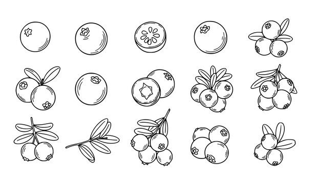Hand drawn cranberry outline vector set with whole sliced berries clusters and leaves isolated on white background
