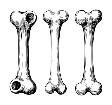 Vintage Style Long Bones Depicting Anatomical Structures a White Background anatomy