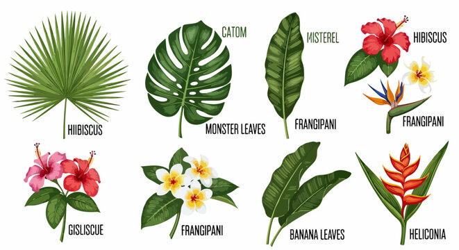Collezione di elementi botanici esotici con fiori di ibisco rosso, foglie di monstera deliciosa e frangipani per design grafico estivo.
