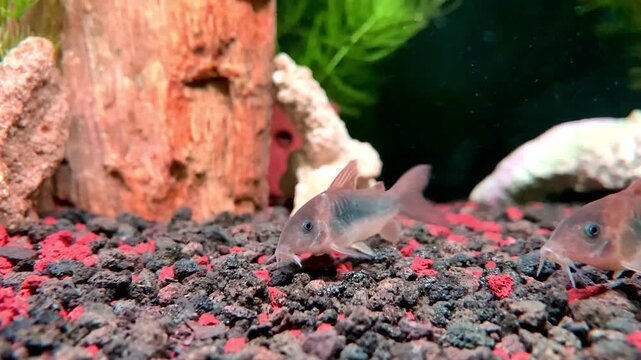 Bronze Corydoras Catfish (Corydoras aeneus) Foraging on Aquarium Substrate