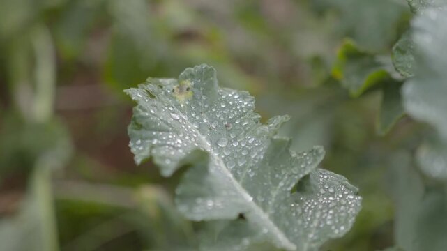 A beautiful cinematic shot of fresh green cabbage leaves covered in morning dew. The golden sunlight of Da Lat highlands creates a sparkling effect on the water droplets. This eco-friendly, organic fa