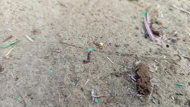 Microplastics in soil a hidden threat