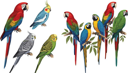 Colorful parrot and cockatiel bird illustration set featuring tropical macaws, budgerigar, and detailed realistic avian species in vibrant vector design © Md Julfikar
