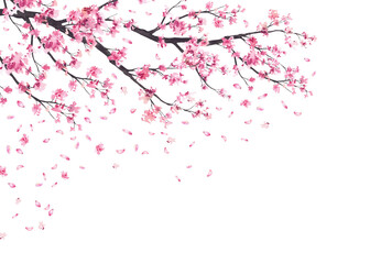 Cherry blossom branches with falling pink sakura petals frame. Hand painted in watercolor floral springtime illustration isolated on white background template for wedding invitations, greeting cards. © Bartol_art