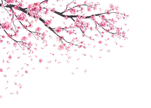 Cherry blossom branches with falling pink sakura petals frame. Hand painted in watercolor floral springtime illustration isolated on white background template for wedding invitations, greeting cards.