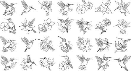 Hummingbird and floral illustration collection featuring delicate birds in motion with flowers and botanical elements in detailed line art vector design © Md Julfikar