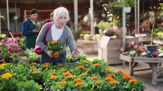  Elderly woman buyer chooses calendula in pot in flower shop