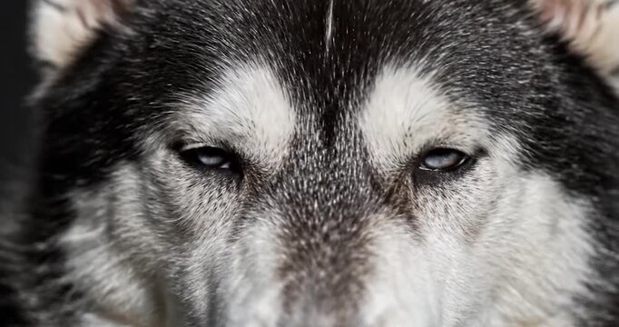 Close-up Portrait of a Siberian Husky Dog with Striking Blue Eyes