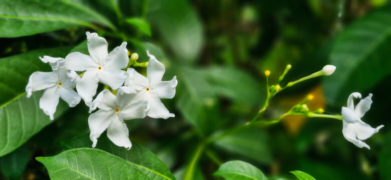 Close up of white pinwheel flowers (Tabernaemontana divaricata) in nature with green leaves bokeh background. Beautiful Pud flowers for wellness and organic concept.
