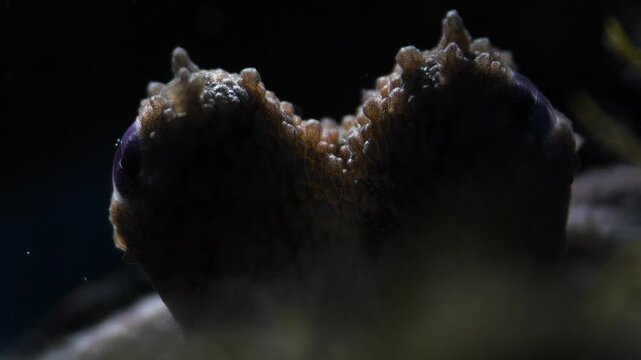 Close up of a tiny common octopus with light hitting from behind, creating a sinister look