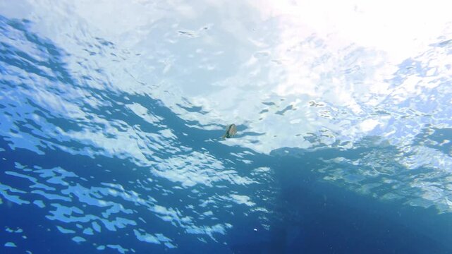 Amberjack (Seriola fasciata) swimming from depth to the surface towards a boat in Tenerife