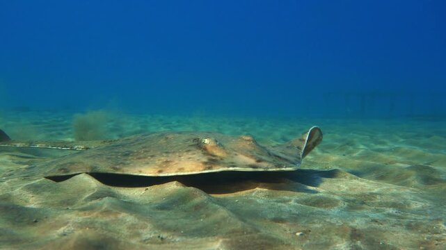 Rare Bottlenose Skate ray swimming on sandy bottom towards the camera with curiosity.