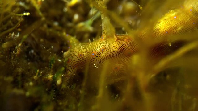 Super macro of a colorful Stylocheilus striatus sea slug crawling on algae in a Canary Island tide pool