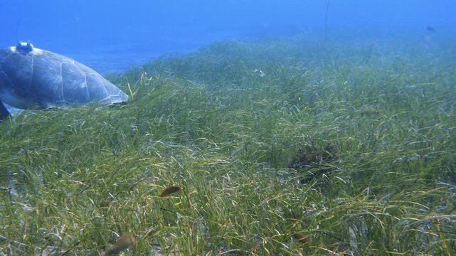 Squatina squatina swimming over a Cymodocea nodosa meadow, revealing a Chelonia mydas with a satellite tag feeding at the edge