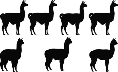 Naklejka premium Black silhouette illustration of llamas and alpacas in side profile, animal comparison concept, body shape and posture design