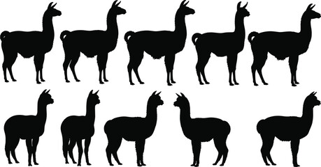 Naklejka premium Black silhouette illustration of llamas in side profile, various body shapes, neck lengths, animal posture and design concept