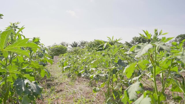 field of okra on a farm in tanzania