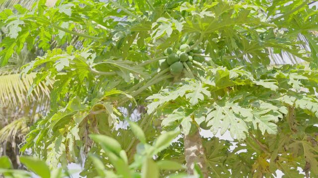Tropical Green Papaya Fruit Cluster on Tree