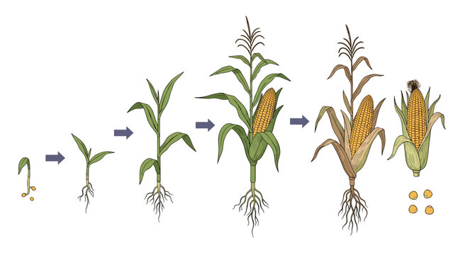 Sequential illustration showing the growth stages of a corn plant from a sprouting seed to a mature stalk with ripe ears of maize.