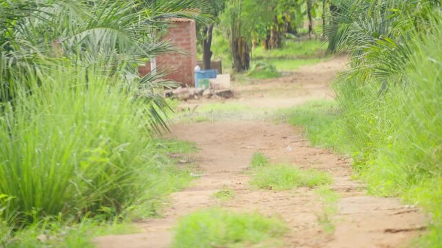rural dirt path passing by a brick building in a tropical setting