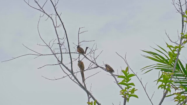 Striped-winged mousebird (Colius striatus) in Africa, perched on a tree