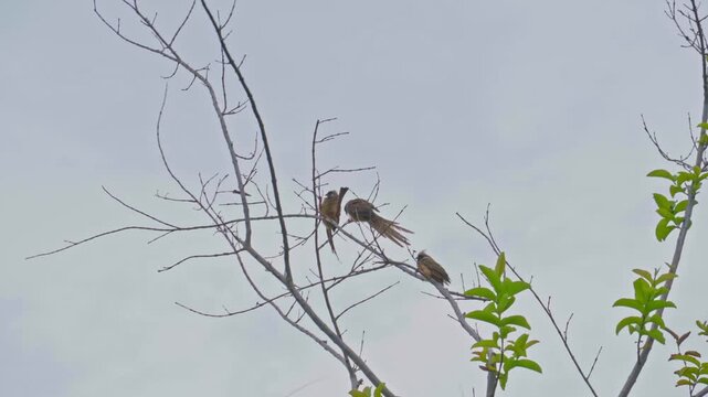 Striped-winged mousebird (Colius striatus) in Africa, perched on a tree
