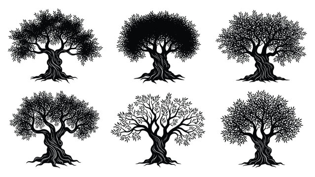 Detailed silhouettes of olive trees with gnarled trunks and lush leaf canopies representing peace, wisdom, and longevity.