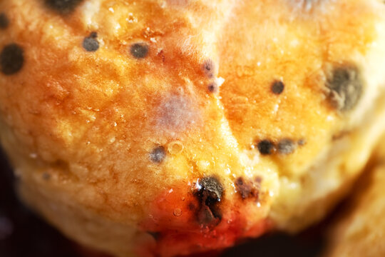 Black mold and mycelium fungus growth on scones surface
