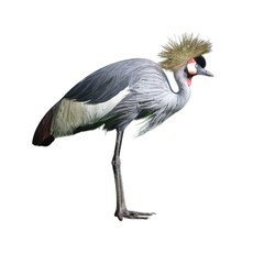 Naklejka premium Grey crowned crane standing isolated on transparent background. Majestic exotic African bird with golden crest feathers. Wildlife nature photography of rare avian species for biology education.