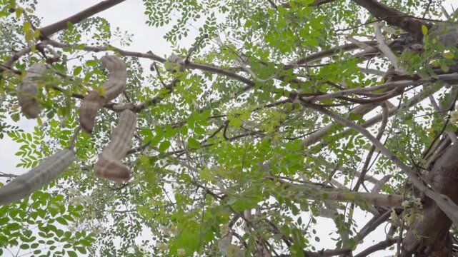 A horseradish tree bearing fruit in Africa 