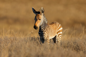 Naklejka premium A young Cape mountain zebra (Equus zebra) foal in natural habitat, Mountain Zebra National Park, South Africa
