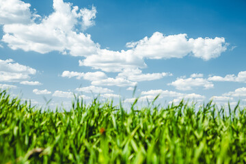 Obraz premium Gorgeous green field under a blue sky adorned with fluffy clouds during a sunny spring day.
