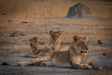 Fototapeta premium Lioness with cubs resting together in savannah Savuti Botswana