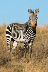 Naklejka premium A Cape mountain zebra (Equus zebra) standing in open grassland, Mountain Zebra National Park, South Africa