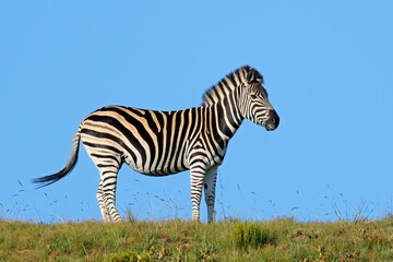 Naklejka premium A plains zebra (Equus burchelli) standing in natural habitat against a blue sky, South Africa