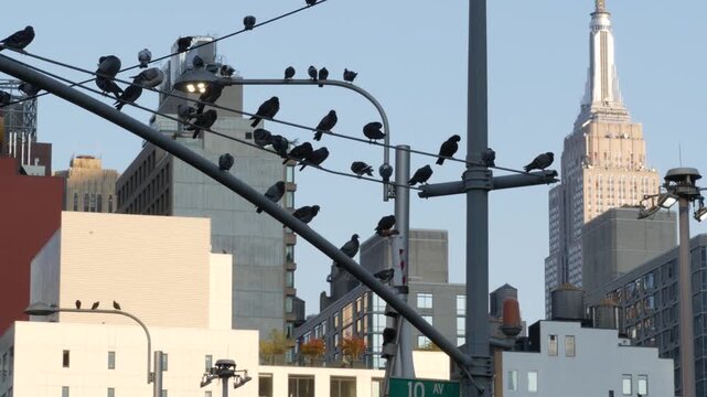 New York City, United States of America. Manhattan Midtown Hells Kitchen urban cityscape architecture. Pigeon birds. Empire State Building on 34 street, 5 avenue. Skyscraper tower, Port Authority area