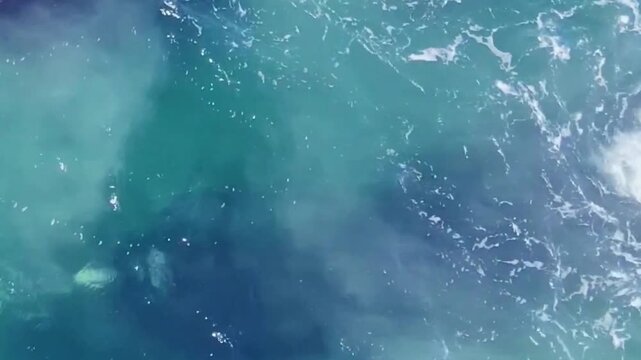 Aerial Humpback Whale Pectoral Fin in Turquoise Water
