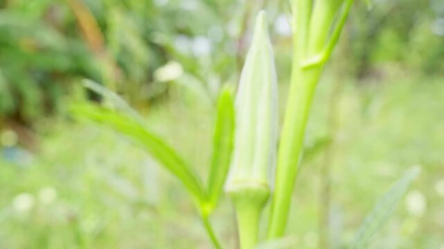Close-up of okra (Abelmoschus esculentus) at a plantation in Africa