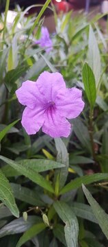 Close up of purple Ruellia simplex flower blooming in the garden.