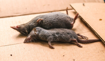 Fototapeta premium Two dead rats on a cardboard box, dead rats surrounded by flies