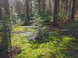 Obraz premium Douglasie auf Waldlichtung
