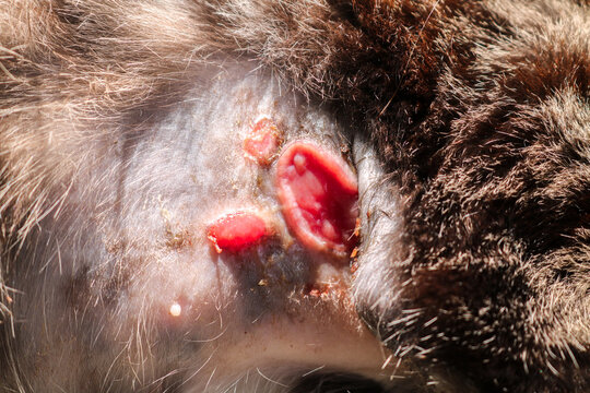 The cat's skin is injured and festering, an abscess on the cat's skin due to a fungal skin infection.