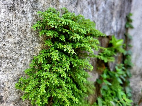 Pilea microphylla also known as angeloweed, artillery plant, joypowder plant or (in Latin America) brilhantina is an annual plant native to Florida, Mexico, the West Indies, and tropical Central.