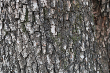 Fototapeta premium Rough tree bark texture pattern close up