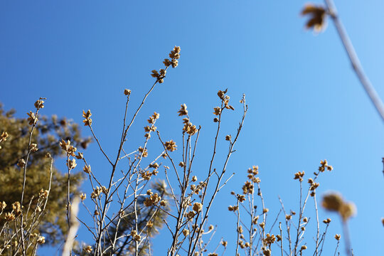 Dried seed pods on branches against blue sky background