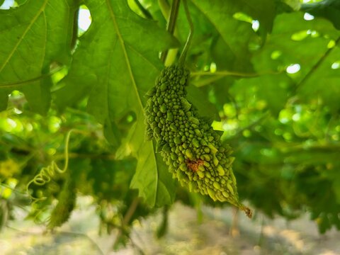 Fruit fly-infected bitter gourd hanging in home garden