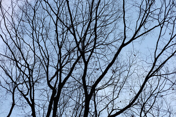 Obraz premium Winter tree silhouette with branches against sky