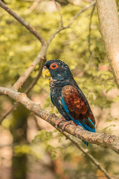 Bronze-Winged Pionus Parrot Perched on Branch