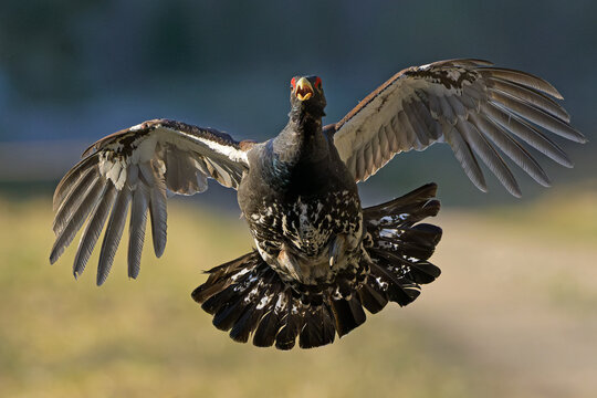 Western capercaillie male flying straight to the camera