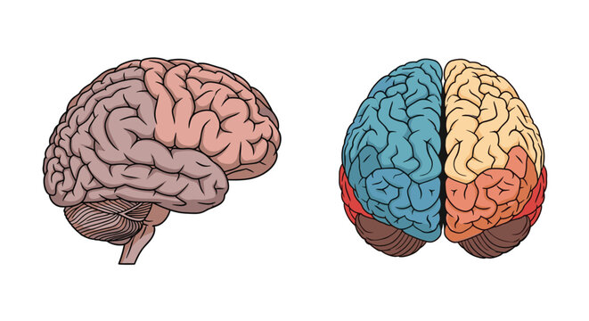 Scientific diagrams showing the anatomy of the human brain from a lateral side view and a superior top view with colored lobes.